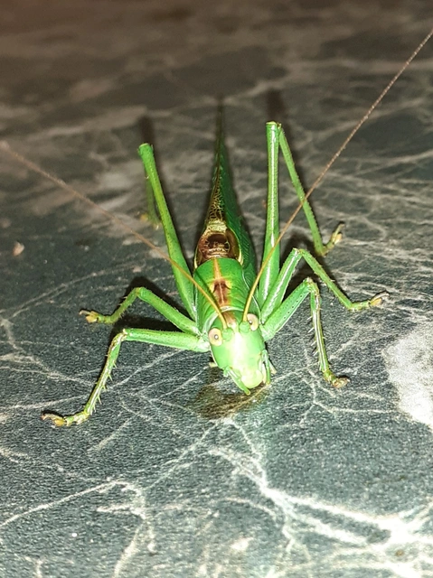 Tettigonia viridissima - zöld lombszöcske