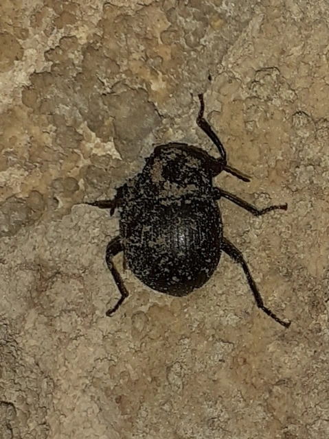 Accanthopus velikensis
