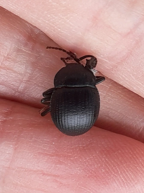 Accanthopus velikensis
