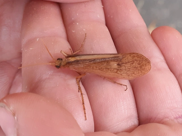Trichoptera - Tegzesek
