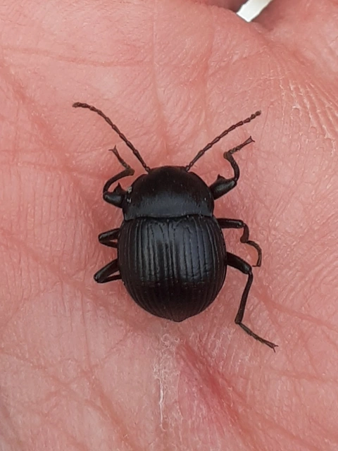 Accanthopus velikensis