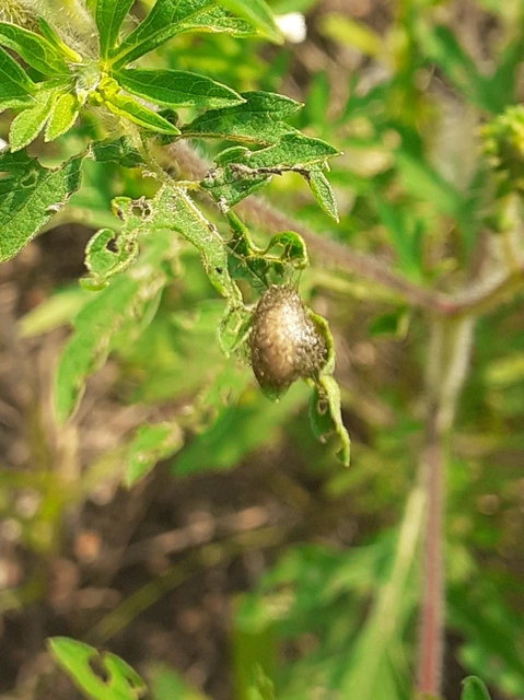 Ophraella communa - parlagfű-olajosbogár