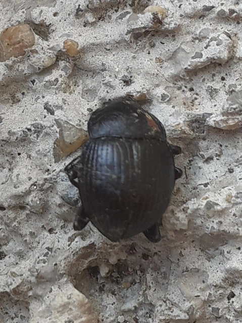 Accanthopus velikensis