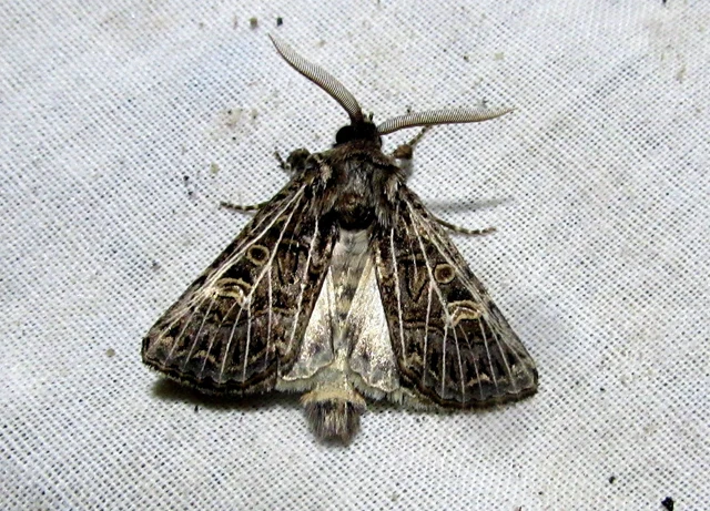 Tholera decimalis - közönséges fésűsbagoly