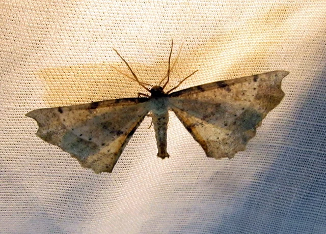 Artiora evonymaria - kecskerágó-araszoló