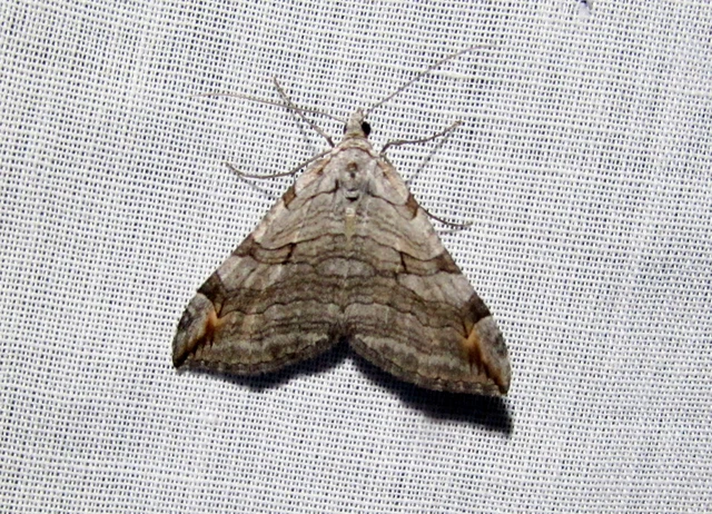 Aplocera efformata/plagiata