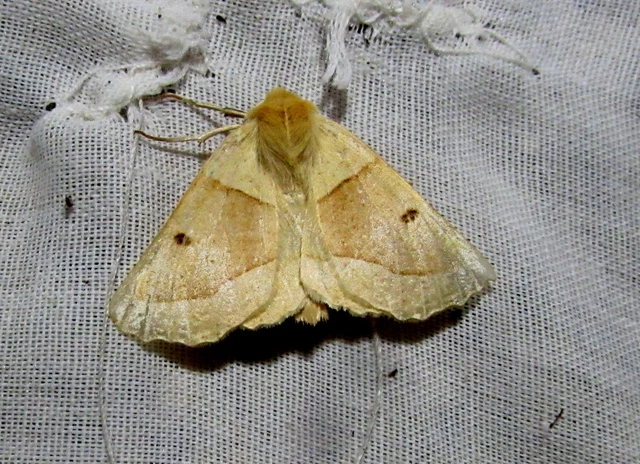Crocallis elinguaria - sárga sávosaraszoló