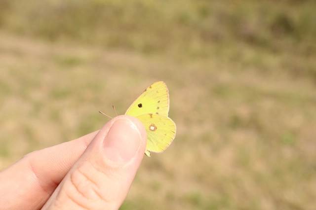 Colias erate - csángó-kéneslepke