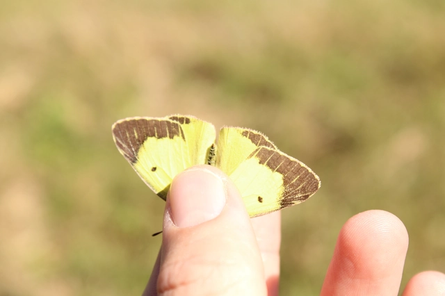 Colias erate - csángó-kéneslepke