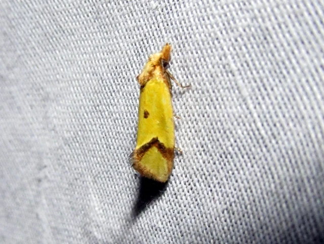 Agapeta zoegana - barnacsíkos sárgamoly