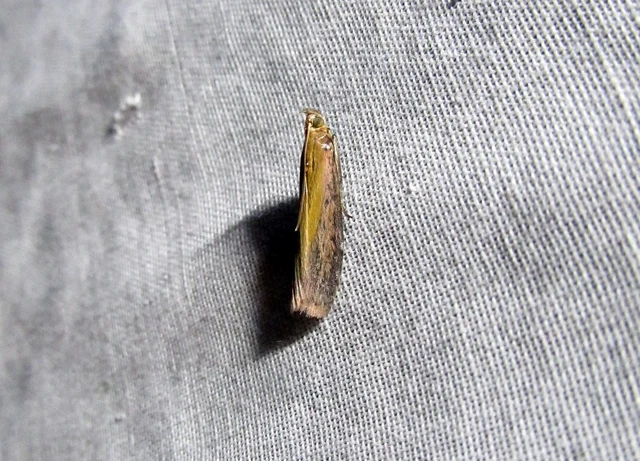 Oncocera semirubella - lucernamoly