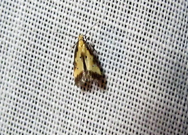 Brachmia dimidiella - citromkocsord-lápimoly