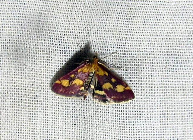 Pyrausta purpuralis - közönséges bíbormoly
