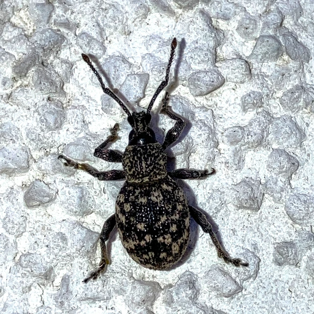 Otiorhynchus