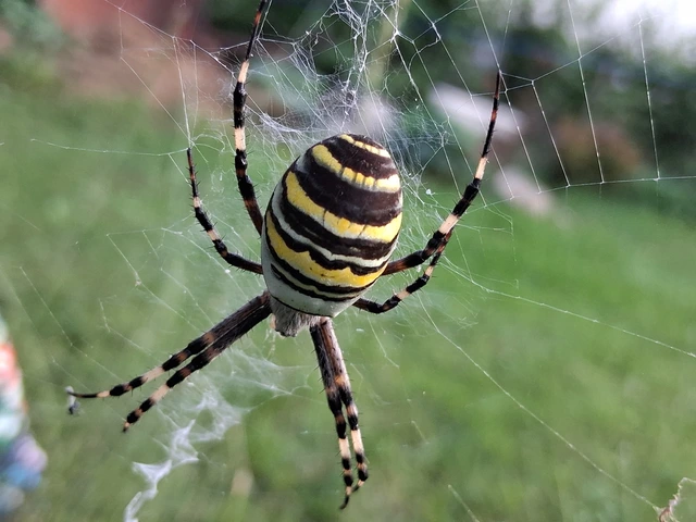 Argiope bruennichi - darázspók