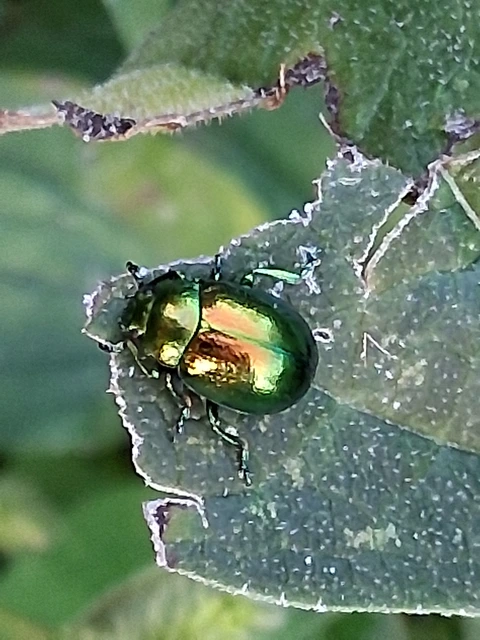 Chrysolina herbacea - zöld mentalevelész