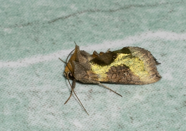 Diachrysia chrysitis/stenochrysis