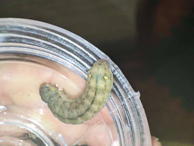 Trachea atriplicis - nyári zöldbagoly