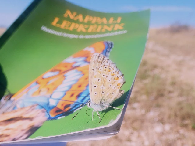 Polyommatus coridon - ezüstkék boglárka
