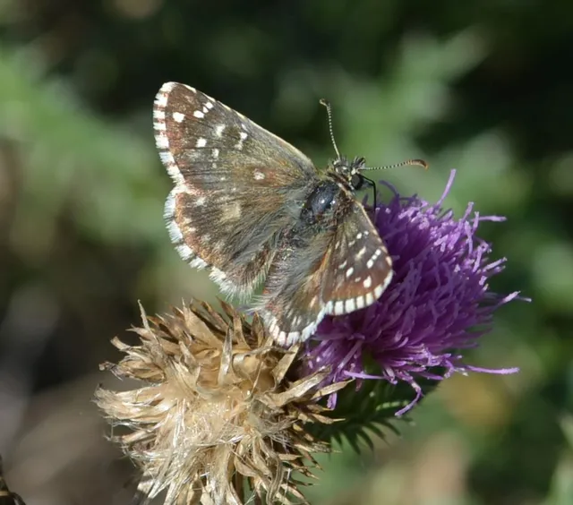 Pyrgus armoricanus - feles busalepke