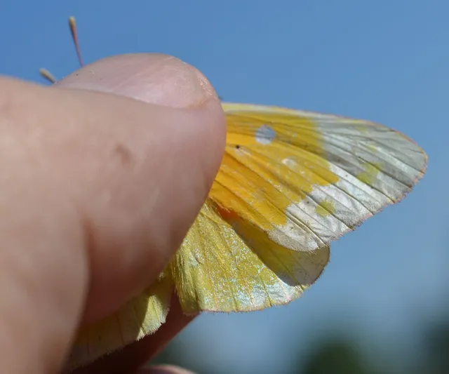 Colias croceus - sáfránylepke