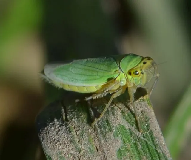 Cicadella viridis - méregzöld kabóca