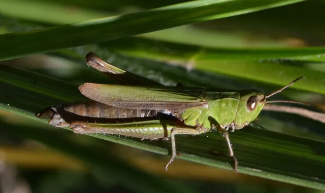 Chorthippus dorsatus - hátas rétisáska