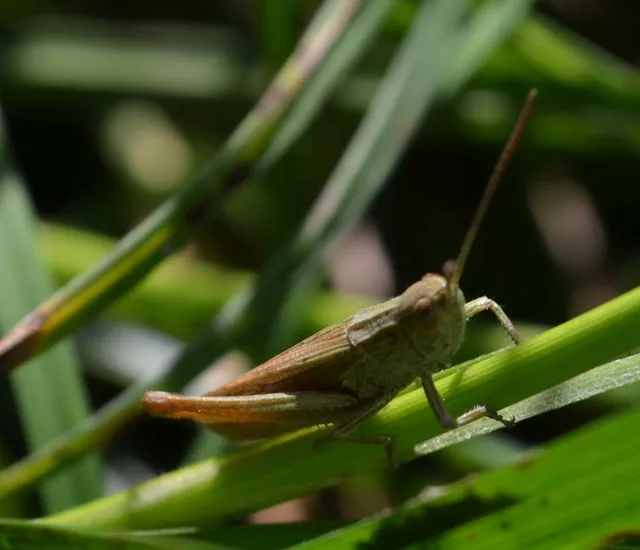 Chorthippus