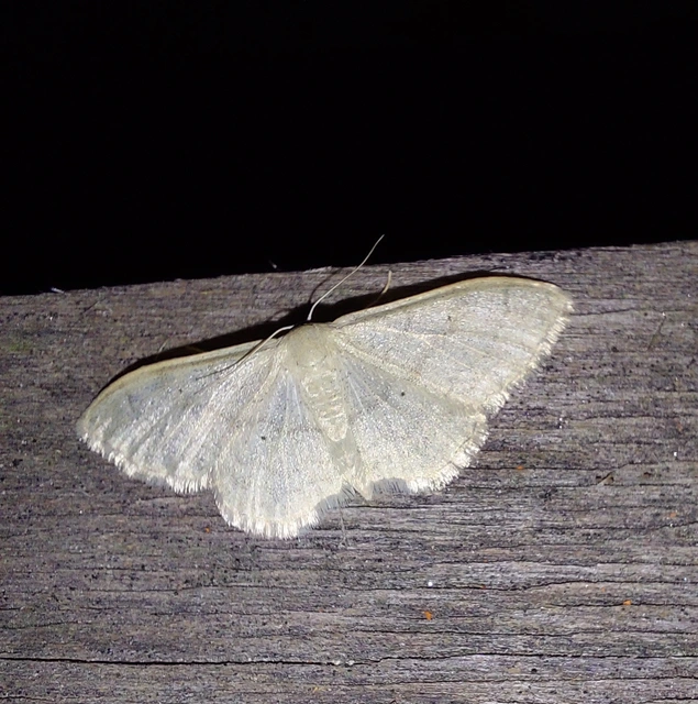 Idaea straminata - szalmasárga sávosaraszoló