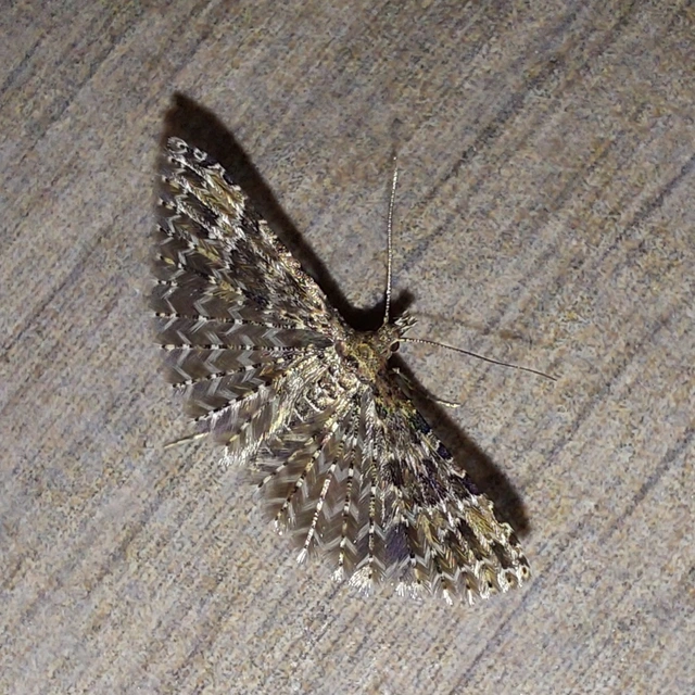 Alucita