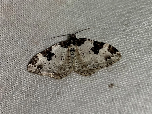 Xanthorhoe fluctuata - közönséges tarkaaraszoló
