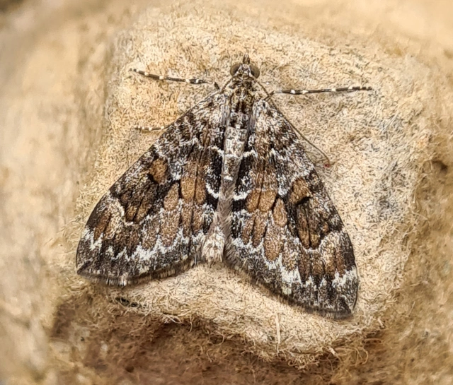 Thera variata/britannica