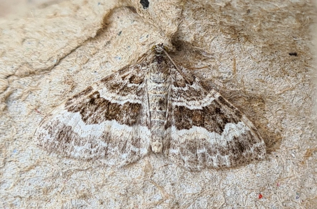 Epirrhoe alternata - galaj-tarkaaraszoló