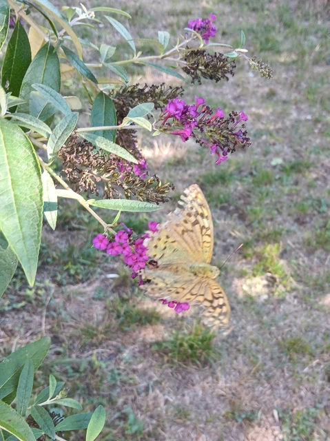 Argynnis pandora - zöldes gyöngyházlepke