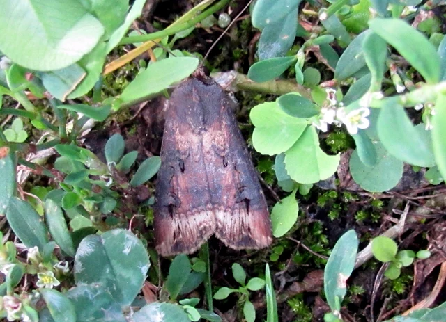 Agrotis ipsilon - nagy földibagoly