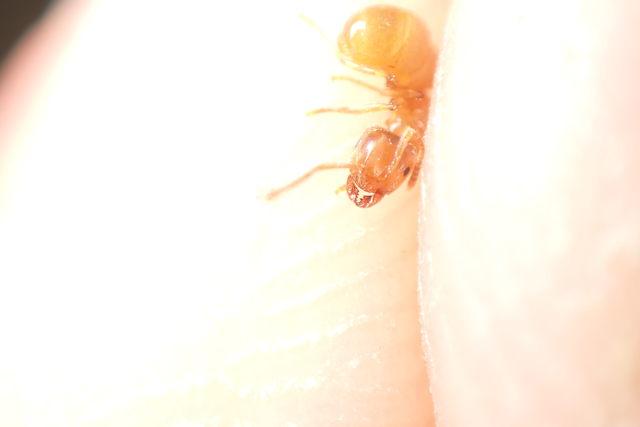 Lasius flavus - gyakori borostyánhangya
