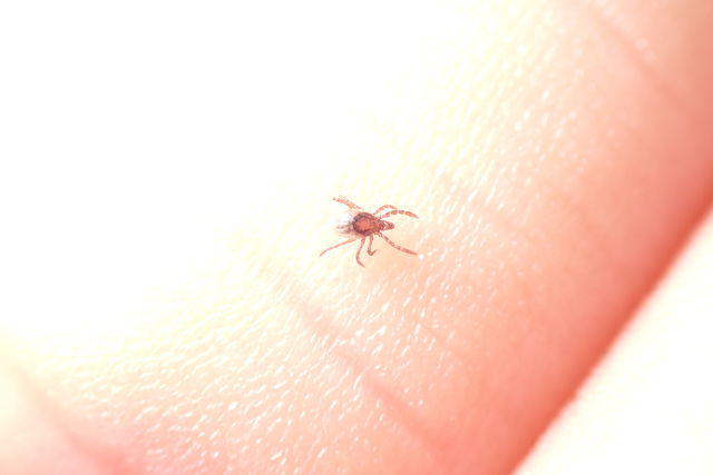 Ixodes ricinus - közönséges kullancs