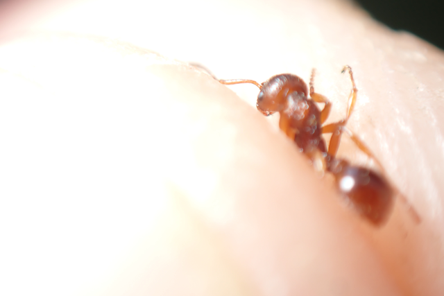 Myrmica ruginodis - erdei bütyköshangya