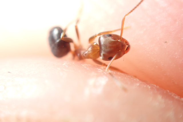 Lasius brunneus - rozsdáshátú feketehangya