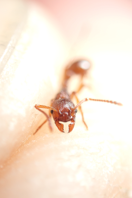 Myrmica ruginodis - erdei bütyköshangya