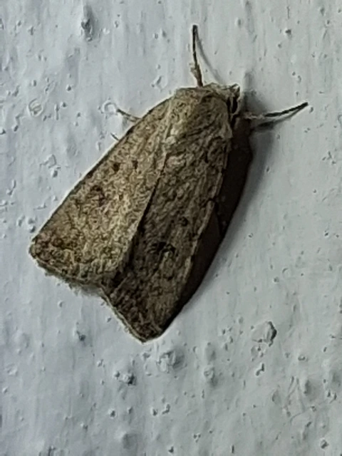Paradrina clavipalpis - közönséges selymesbagoly
