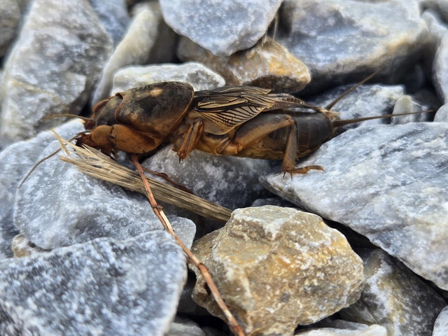 Gryllotalpa