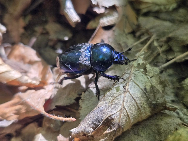 Trypocopris vernalis - tavaszi álganéjtúró