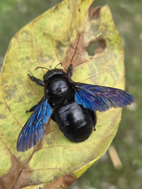 Xylocopa valga - gyakori fadongó