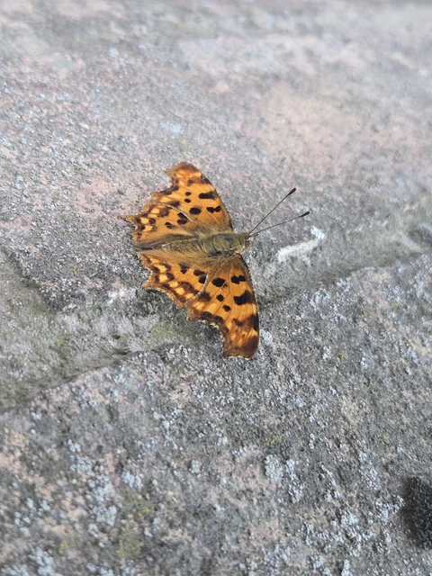 Nymphalis c-album - C-betűs lepke