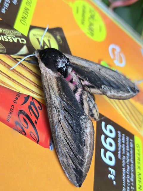 Sphinx ligustri - fagyalszender