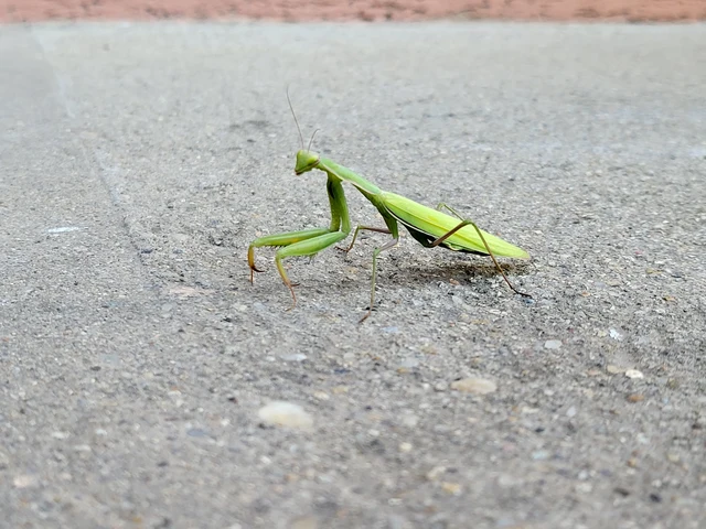 Mantis religiosa - imádkozósáska