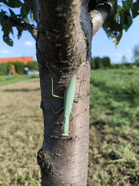 Hierodula tenuidentata - óriás ázsiai imádkozósáska