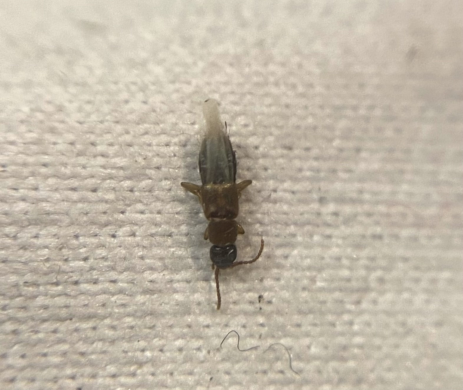 Lithocharis nigriceps - sárgás rétiholyva