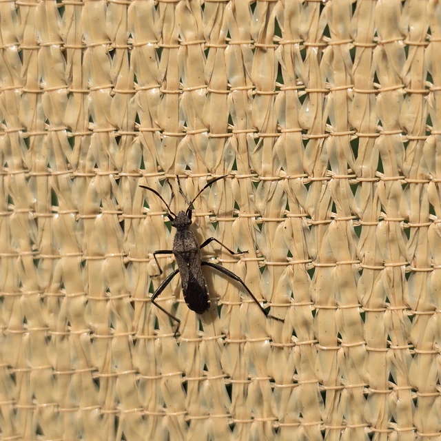 Alydus calcaratus - szőrös tövispoloska